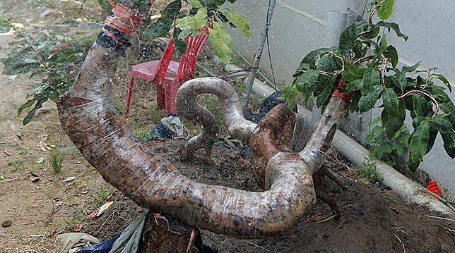 Vườn mai nhà anh Hoàng có đủ loại kích thước từ cao tới thấp và hình dáng uốn lượn, nhiều hình thù khác nhau.