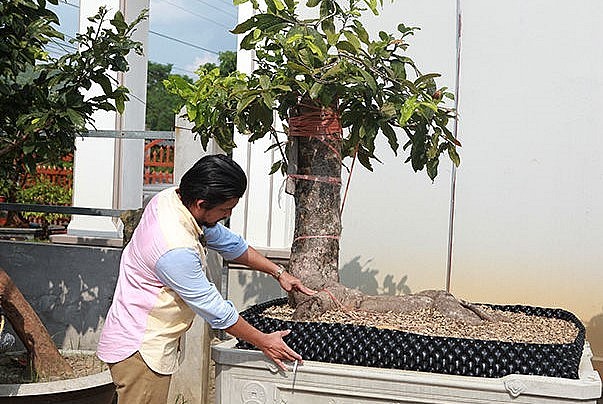 Niềm đam mê sưu tầm mai vàng của anh Hoàng bắt đầu từ hơn chục năm trước. Hầu hết anh thu mua về những cây mai vàng cổ thụ, thế dáng độc lạ.