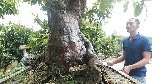 Cây mai cao 1m, vanh (tròn) gốc gần 100cm, vanh thân gần 100cm. 