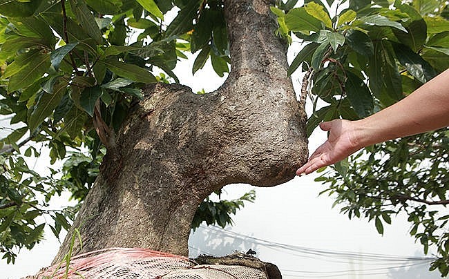 Một tác phẩm có tên Lạc Đà Việt Nam sở hữu phần thân có hình thù giống chiếc bướm của lạc đà.