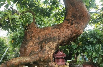 Choáng ngợp trước vườn mai vàng non thiêng Yên Tử, lộ siêu phẩm triệu đô của đại gia kín tiếng