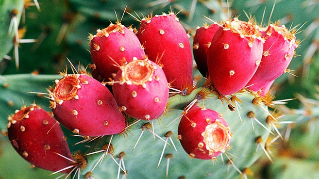 Quả dại 90% người Việt nghĩ không ăn được, không ngờ lại là trái cây cao cấp ở nước ngoài