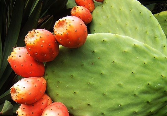 Quả dại 90% người Việt nghĩ không ăn được, không ngờ là trái cây cao cấp ở nước ngoài Quả dại 90% người Việt nghĩ không ăn được, không ngờ là trái cây cao cấp ở nước ngoài