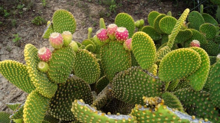 Quả dại 90% người Việt nghĩ không ăn được, không ngờ là trái cây cao cấp ở nước ngoài Quả dại 90% người Việt nghĩ không ăn được, không ngờ là trái cây cao cấp ở nước ngoài