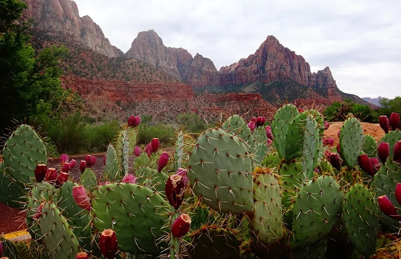 Quả dại 90% người Việt nghĩ không ăn được, không ngờ là trái cây cao cấp ở nước ngoài Quả dại 90% người Việt nghĩ không ăn được, không ngờ là trái cây cao cấp ở nước ngoài