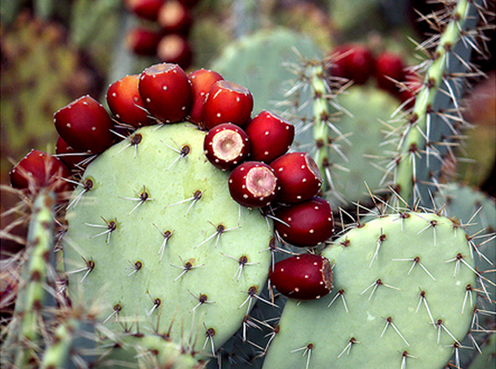 Quả dại 90% người Việt nghĩ không ăn được, không ngờ là trái cây cao cấp ở nước ngoài Quả dại 90% người Việt nghĩ không ăn được, không ngờ là trái cây cao cấp ở nước ngoài