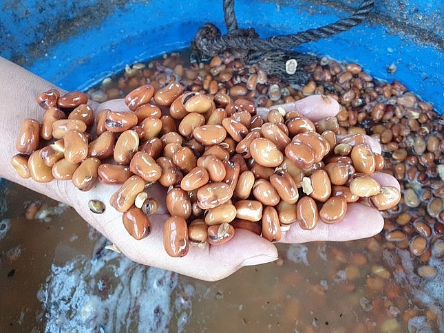 Cá chép được vỗ giòn bằng đậu tằm