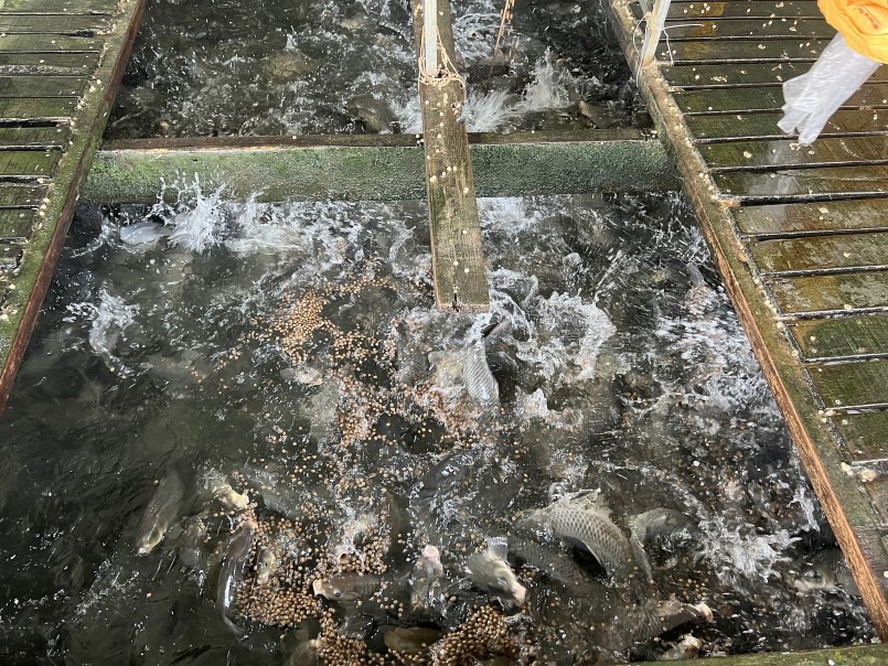 Cá nuôi và phát triển mạnh trong môi trường nước tự nhiên trên sông