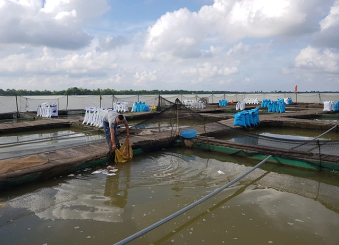 Ông Tung cho đàn cá chép giòn ăn đậu tằm