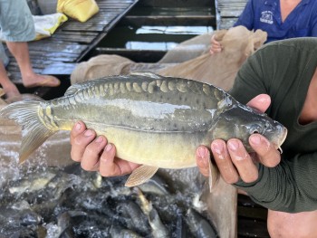 Bí quyết "vỗ giòn" cá chép, bán giá cao ngất ngưởng thương lái vẫn xếp hàng đợi mua