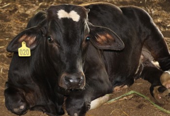 Thuần hóa bò khổng lồ thành 