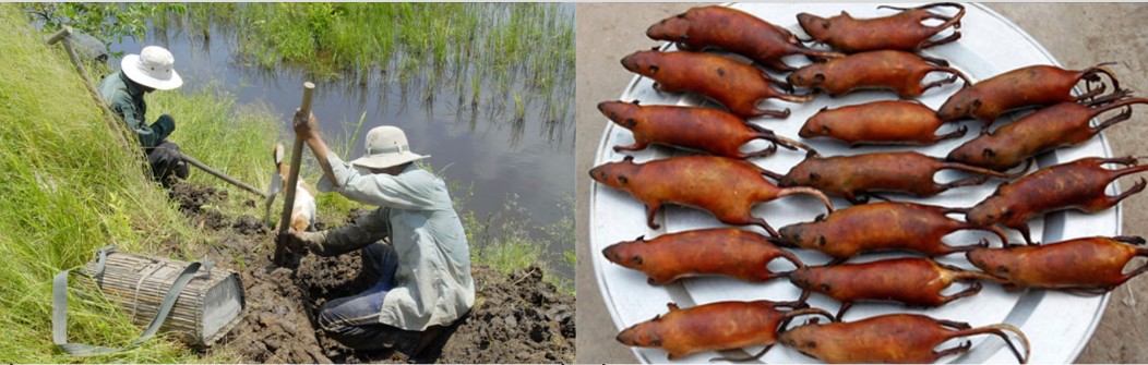 Săn chuột đồng chế biến thành những món đặc sản mà người can đảm mới dám ăn?