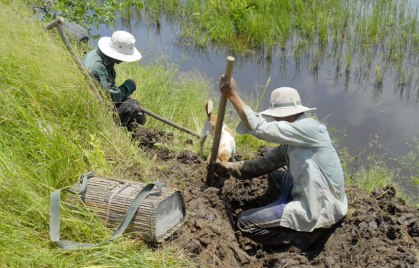 Người dân đào bắt chuột đồng Người dân đào bắt chuột đồng