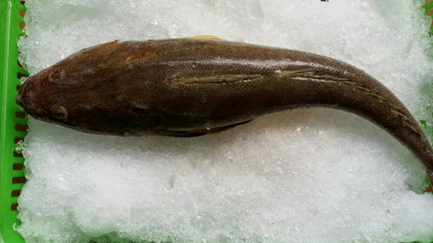 Loại cá có hình dáng xấu xí xưa ít người biết, giờ thành đặc sản được chị em nội trợ "săn lùng"