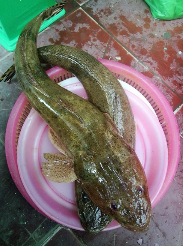 Loại cá có hình dáng xấu xí xưa ít người biết, giờ thành đặc sản được chị em nội trợ "săn lùng"