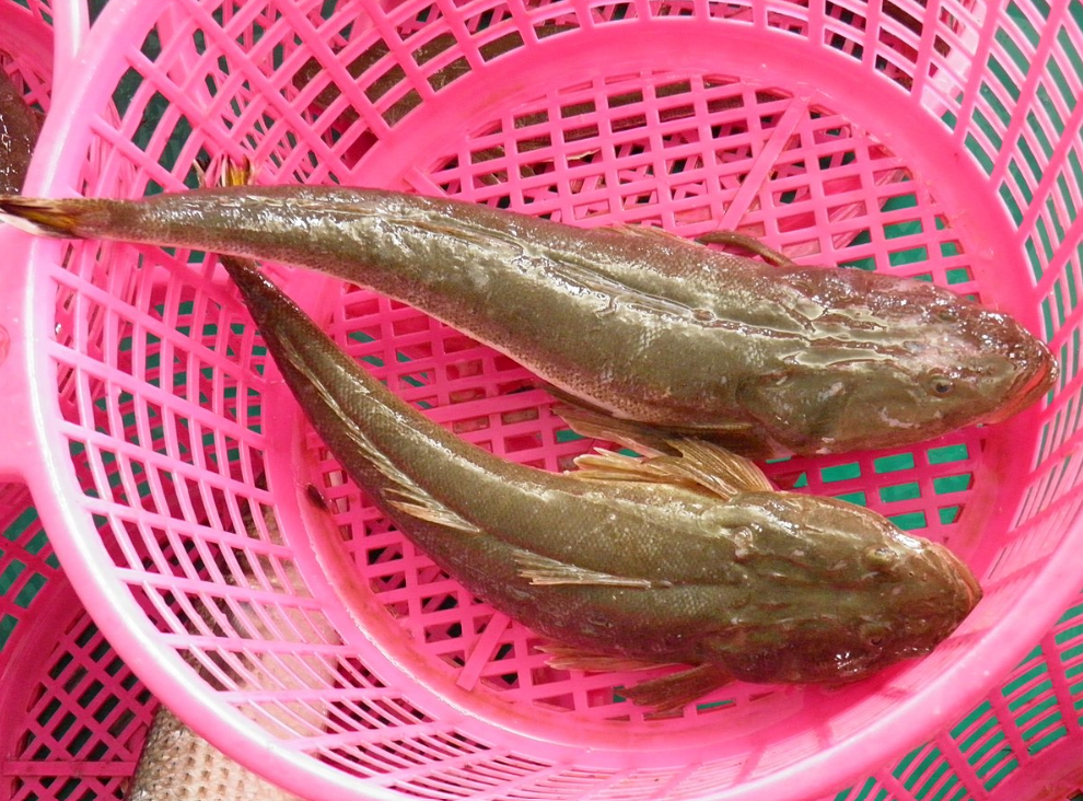 Loại cá có hình dáng xấu xí xưa ít người biết, giờ thành đặc sản được chị em nội trợ "săn lùng"