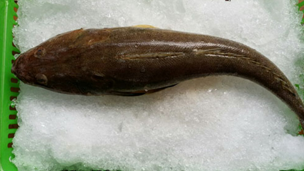 Loại cá có hình dáng xấu xí xưa ít người biết, giờ thành đặc sản được chị em nội trợ "săn lùng"