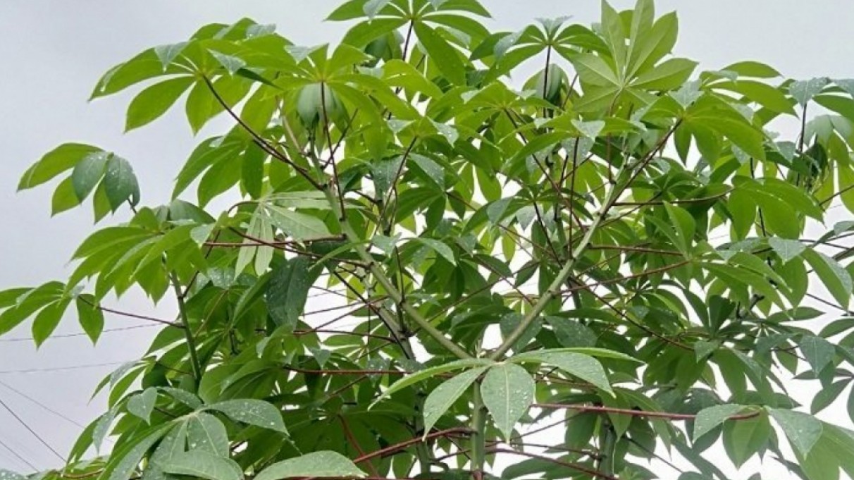 Loại lá tưởng không ăn được, ngờ đâu làm thành món đặc sản ai ăn cũng mê tít