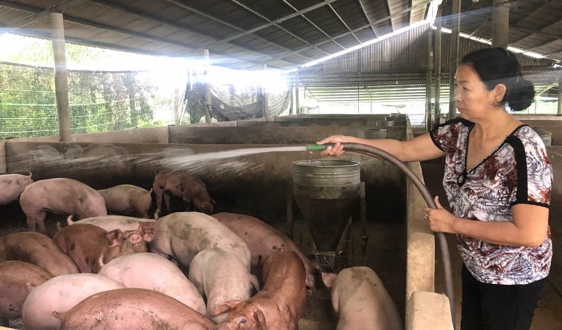 Giá heo hơi hôm nay (16/2) giảm đồng loạt về đáy 50.000 đồng/kg. 