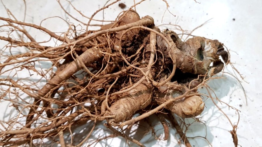 Loại củ tốt hơn cả nhân sâm, ở Việt Nam mọc nhiều nhưng ít ai dùng vì có vị đắng