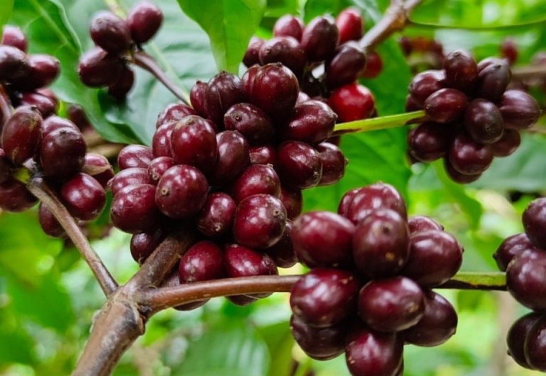 Giá cà phê hôm nay (16/2) đồng loạt giảm sâu, hiện giá trung bình tại các vùng cà phê trọng điểm đang ở mức 44,300 đ/kg. Giá cà phê hôm nay (16/2) đồng loạt giảm sâu, hiện giá trung bình tại các vùng cà phê trọng điểm đang ở mức 44,300 đ/kg.