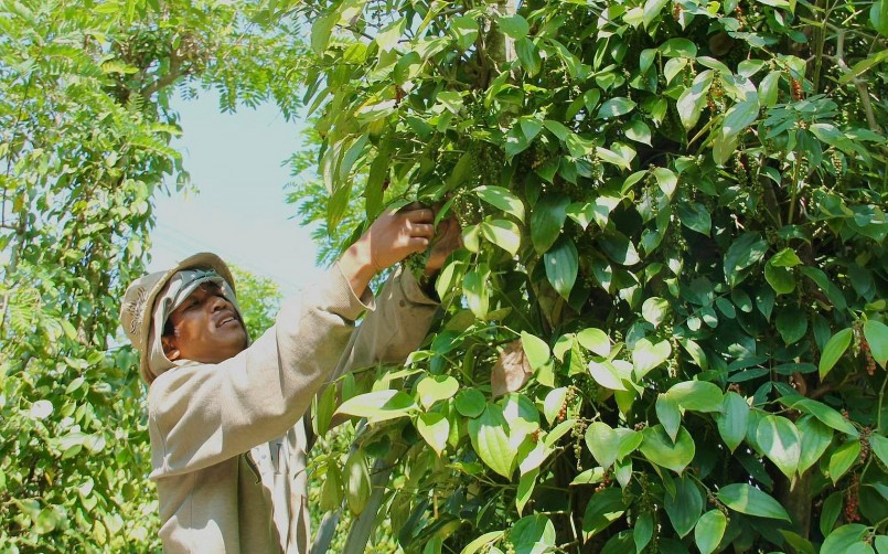 Giá nông sản hôm nay (16/2) Giá nông sản hôm nay (16/2)