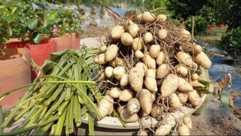 Loại củ xưa nhà nghèo mới ăn, nay thành đặc sản thành phố, chế biến nhiều món ăn gây “nghiện”