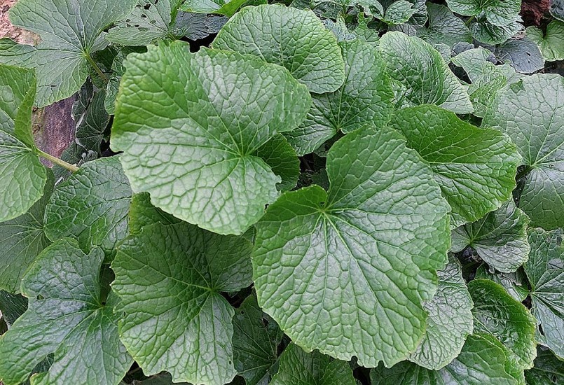 Ngay cả lá cây wasabi cũng có giá tới 200.000 đồng/kg (Ảnh: NVCC) Ngay cả lá cây wasabi cũng có giá tới 200.000 đồng/kg (Ảnh: NVCC)
