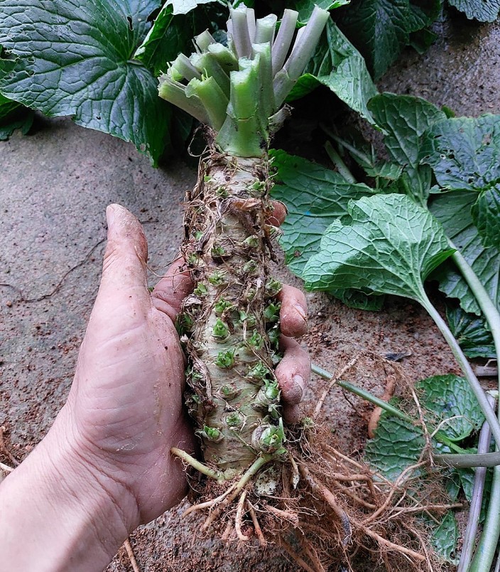 Wasabi được coi là một trong những thực vật đắt đỏ nhất thế giới. Wasabi được coi là một trong những thực vật đắt đỏ nhất thế giới.