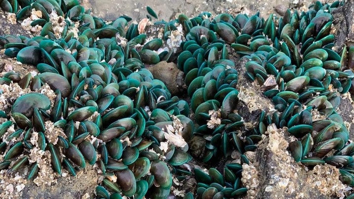 Loại hải sản nổi tiếng Quảng Trị xưa đầy không ai ngó, nay thành đặc sản càng ăn càng nghiện