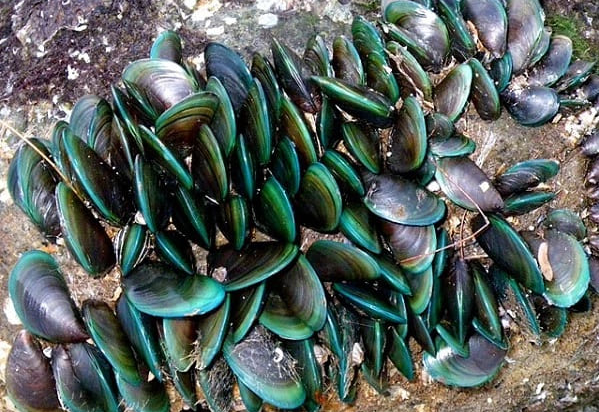 Đặc sản nổi tiếng Quảng Trị xưa không ai ăn, giờ thành đặc sản