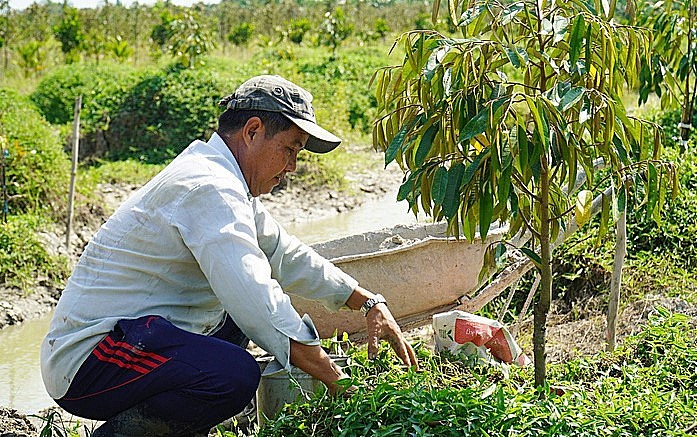 Các chuyên gia khuyến cáo việc nông dân khu vực ĐBSCL đua nhau chuyển đất lúa sang trồng sầu riêng sẽ tiềm ẩn nhiều rủi ro. (Ảnh: Mậu Trường).