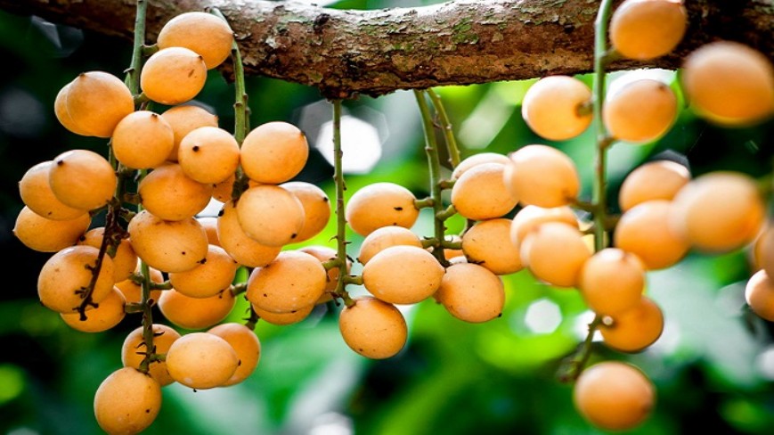 Đem loại quả “treo lủng lẳng” này đi nấu với gà cho ra món đặc sản "độc nhất vô nhị", ăn hoài không ngán