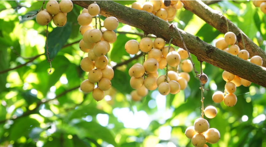 Những quả dâu vàng, căng mọng được dùng để chế biến món gà umm dâu