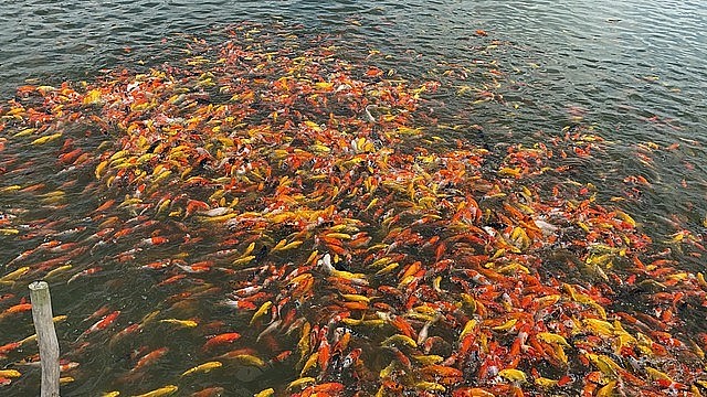 Những con cá Koi giúp chàng trai Tấn Công thu về lợi nhuận cao