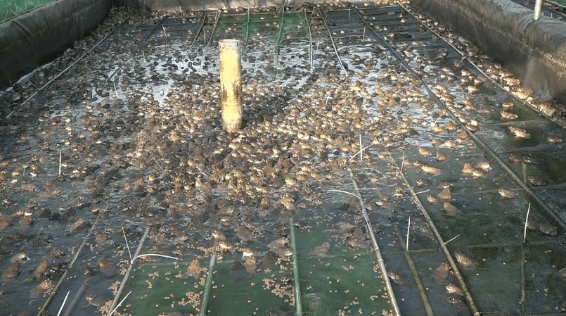 Ếch thương phẩm được nuôi trong thời gian 2,5 tháng là xuất bán. Ếch thương phẩm được nuôi trong thời gian 2,5 tháng là xuất bán.