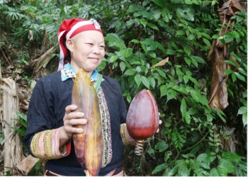 Loài hoa rừng xưa cho không ai lấy, nay thành đặc sản bàn tiệc nào cũng cần, khách nước ngoài rất mê