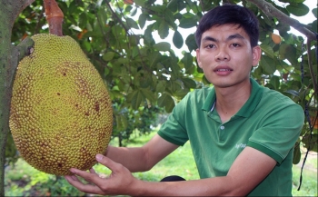 Trồng loại cây quả hót như sầu riêng, soái ca Tây Đô thu nửa tỷ mỗi vụ