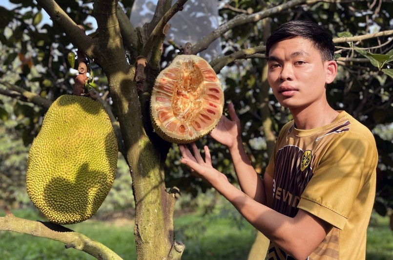 Sang đã tận dụng các kênh online để bán hàng đồng thời trồng mít theo chuẩn VietGAP nên được khách hàng tin cậy. Sang đã tận dụng các kênh online để bán hàng đồng thời trồng mít theo chuẩn VietGAP nên được khách hàng tin cậy.