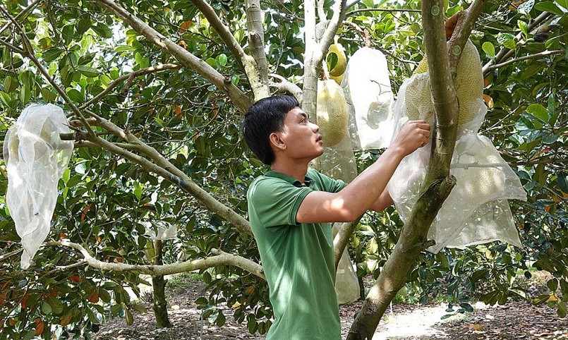 Đang là sinh viên đại học nhưng Sang vẫn đam mê với cây mít ruột đỏ. Đang là sinh viên đại học nhưng Sang vẫn đam mê với cây mít ruột đỏ.