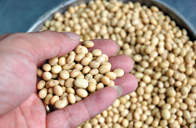 Kim ngạch nhập khẩu đậu tương tháng 1/2023 giảm 59%