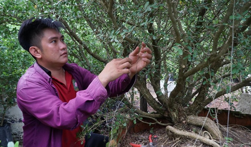 Hiện anh Bình đang có khoảng 600 gốc linh sam hồng đột biến già, có giá trên 2 triệu đồng mỗi gốc. Hiện anh Bình đang có khoảng 600 gốc linh sam hồng đột biến già, có giá trên 2 triệu đồng mỗi gốc.