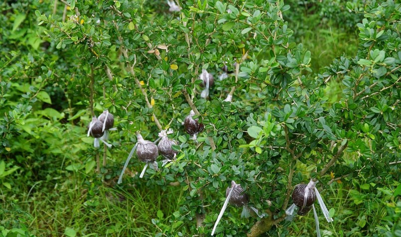 Cây linh sam có thể chiết cành quanh năm, chiết xong, đắp bầu 20 ngày là cắt xuống bán được. Cây linh sam có thể chiết cành quanh năm, chiết xong, đắp bầu 20 ngày là cắt xuống bán được.