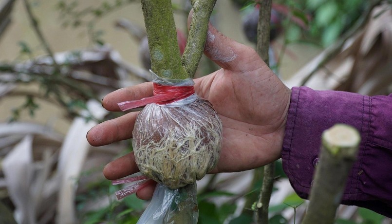 Mỗi cây linh sam lớn có thể chiết đến 10 cây con. Mỗi cây linh sam lớn có thể chiết đến 10 cây con.