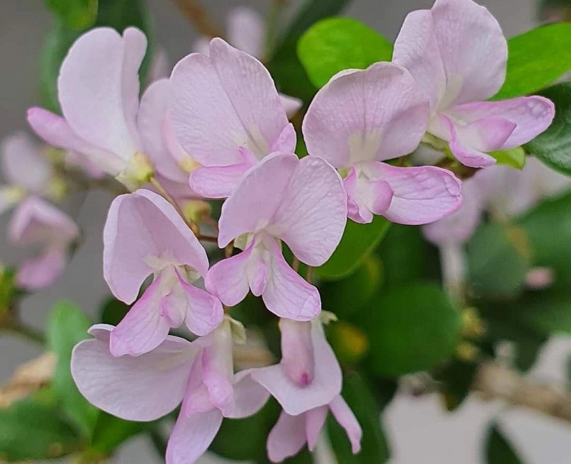 Hoa linh sam màu phớt hồng rất đẹp mắt. Hoa linh sam màu phớt hồng rất đẹp mắt.