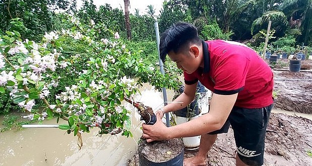 Hàng ngày anh Bình chỉ dọn cỏ vườn, tưới cho cây và chọn những cây linh sam đẹp để tạo dáng, thế. Hàng ngày anh Bình chỉ dọn cỏ vườn, tưới cho cây và chọn những cây linh sam đẹp để tạo dáng, thế.