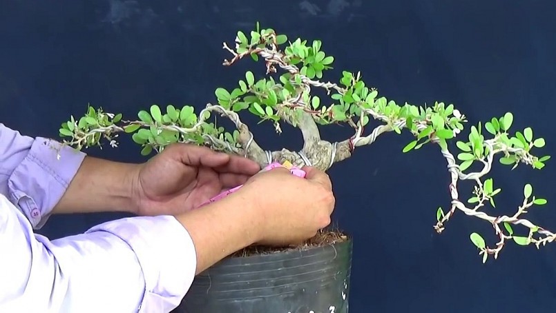 Những cây linh sam hồng đột biến được anh Bình uốn tỉa tạo dáng rất đẹp. Những cây linh sam hồng đột biến được anh Bình uốn tỉa tạo dáng rất đẹp.