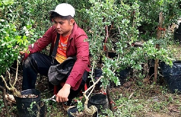 Từ những cây linh sam hồng ban đầu, anh Bình đã nhân bản ra vườn linh sam hàng nghìn cây. Từ những cây linh sam hồng ban đầu, anh Bình đã nhân bản ra vườn linh sam hàng nghìn cây.