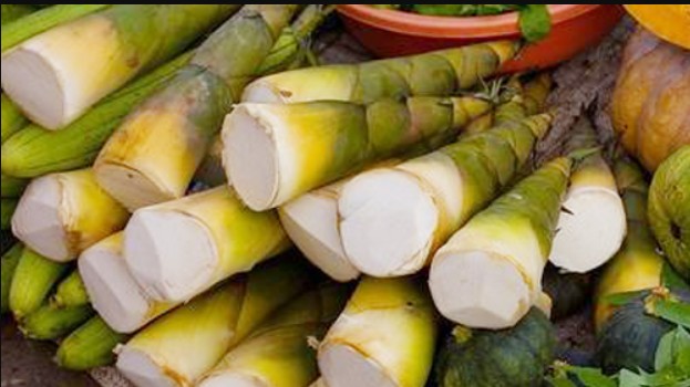 Đem loại măng “đắng ngắt” này về làm nem, tuy đơn giản nhưng hương vị không kém cạnh gì “sơn hào hải vị”