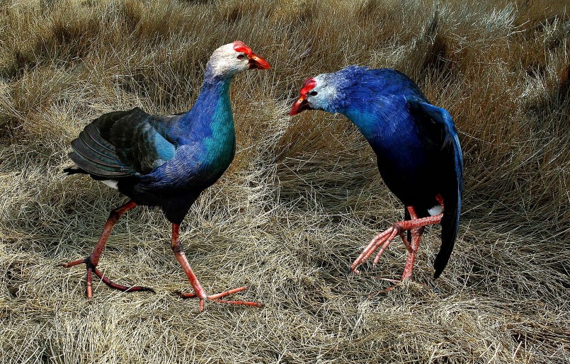 Trích cồ là loài chim quí hiếm, có màu sắc đẹp, thẩm mỹ, được nhiều người yêu thích nuôi làm kiểng. Trích cồ là loài chim quí hiếm, có màu sắc đẹp, thẩm mỹ, được nhiều người yêu thích nuôi làm kiểng.